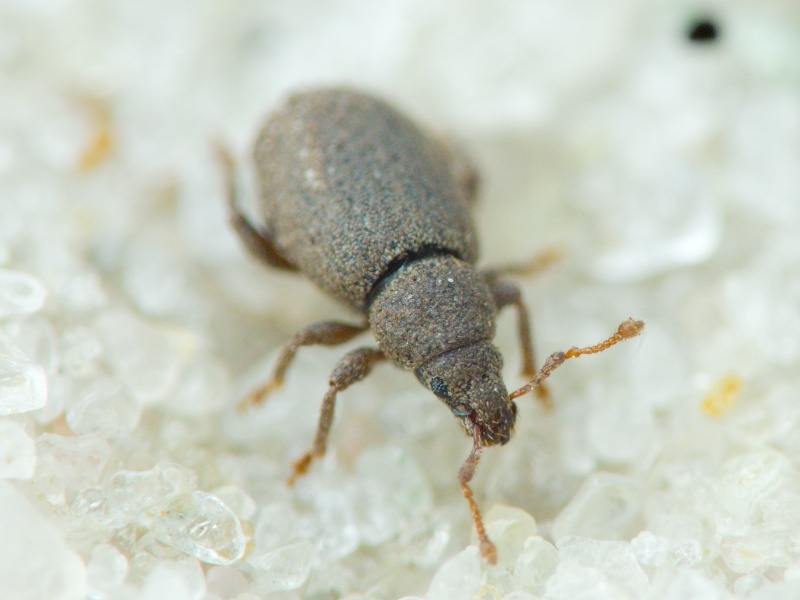 Archeophloeus inermis (Boheman, 1843)